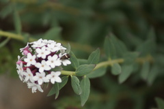 Stellera chamaejasme