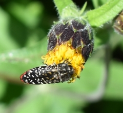 Acmaeodera haemorrhoa