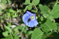 Acmaeodera haemorrhoa
