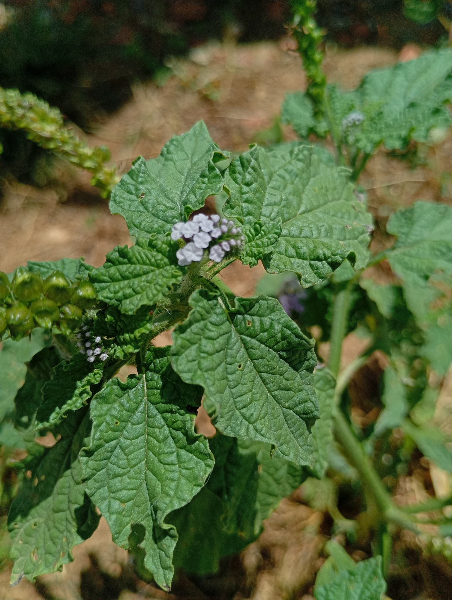 Heliotropium elongatum