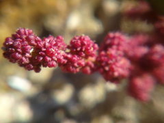 Oxybasis chenopodioides