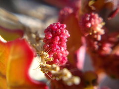 Oxybasis chenopodioides