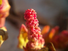 Oxybasis chenopodioides