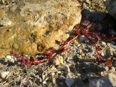 Oxybasis chenopodioides