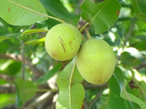 Shea Tree