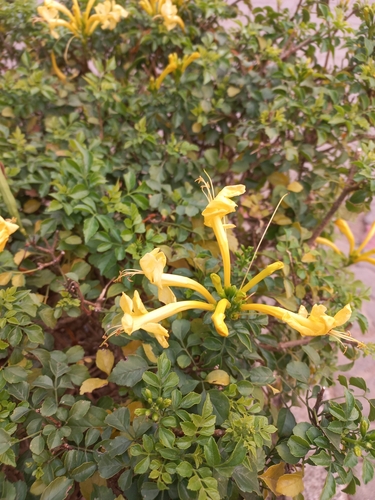 Cape Honeysuckle