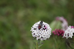 Stellera chamaejasme