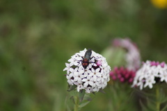 Stellera chamaejasme