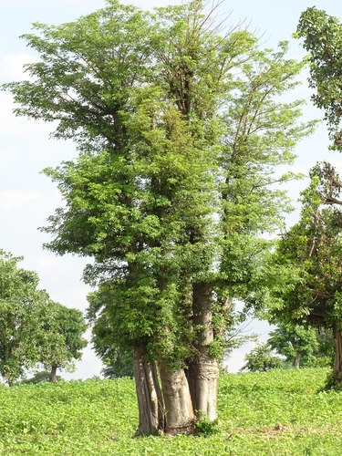 African baobab
