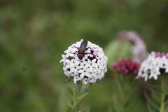 Stellera chamaejasme