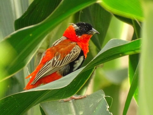 Northern Red Bishop