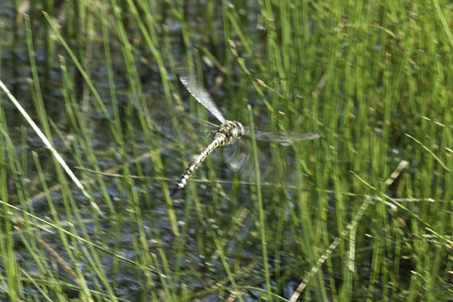 Subarctic Darner, Drenthe, NL, photo 7 of 10