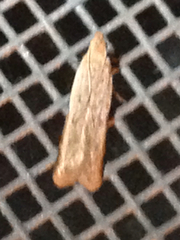 Mesophleps adustipennis