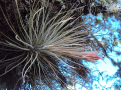 Tillandsia plumosa