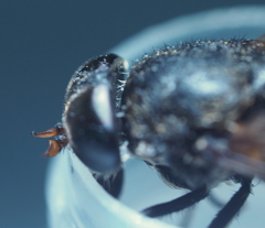 Hybomitra distinguenda