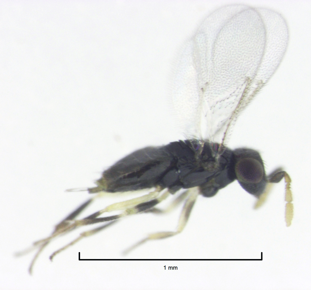 Aphelininae