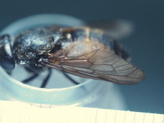 Hybomitra distinguenda