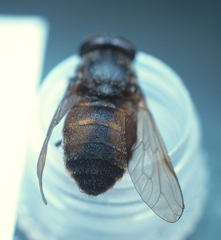 Hybomitra distinguenda