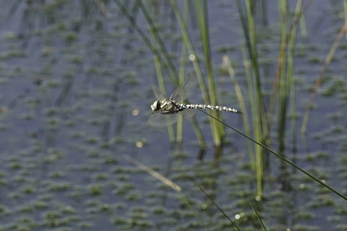 Subarctic Darner, Drenthe, NL, photo 6 of 10