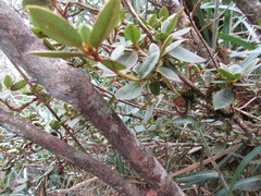 Rhododendron oldhamii