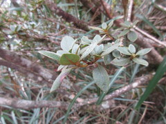 Rhododendron oldhamii