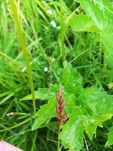 Flat-sedge (Blysmus compressus)