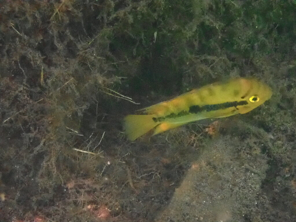 Cichlidé arc-en-ciel (Herotilapia multispinosa)