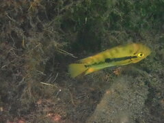 Rainbow Cichlid photo 1
