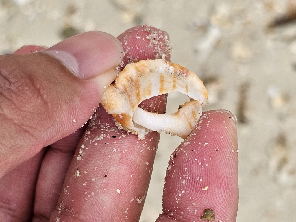 Granular Frog Shell