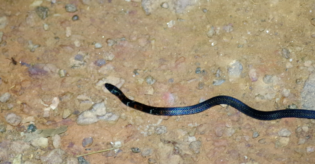 Boie's Ground Snake