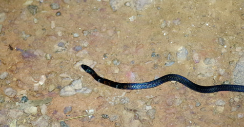 Boie's Ground Snake