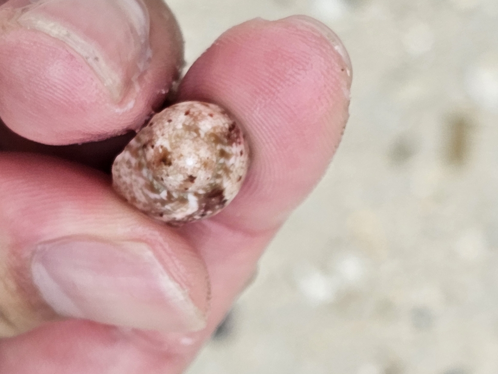 Chrysostoma paradoxum