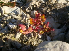 Oxybasis chenopodioides