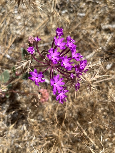 Desert sand verbena (Abronia villosa)