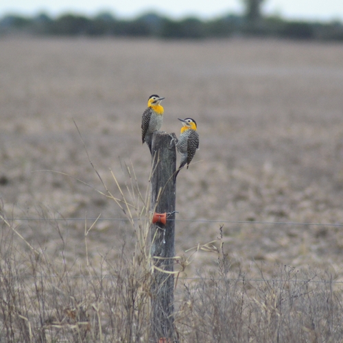 Campo Flicker