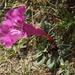 Incarvillea - Photo (c) madfox, some rights reserved (CC BY-NC), uploaded by madfox