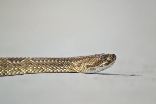 Neotropical Rattlesnake