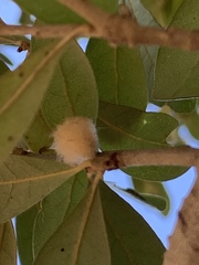 Druon quercuslanigerum