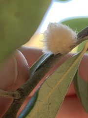 Druon quercuslanigerum