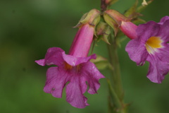 Incarvillea