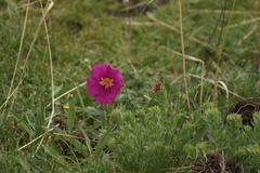 Incarvillea