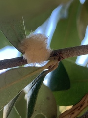 Druon quercuslanigerum