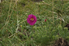 Incarvillea