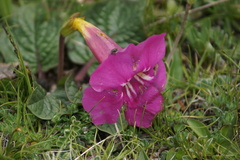Incarvillea