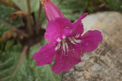 Incarvillea
