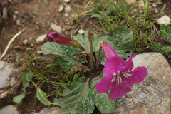 Incarvillea