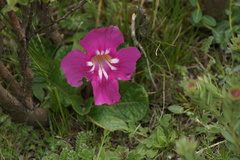 Incarvillea