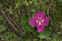 Incarvillea