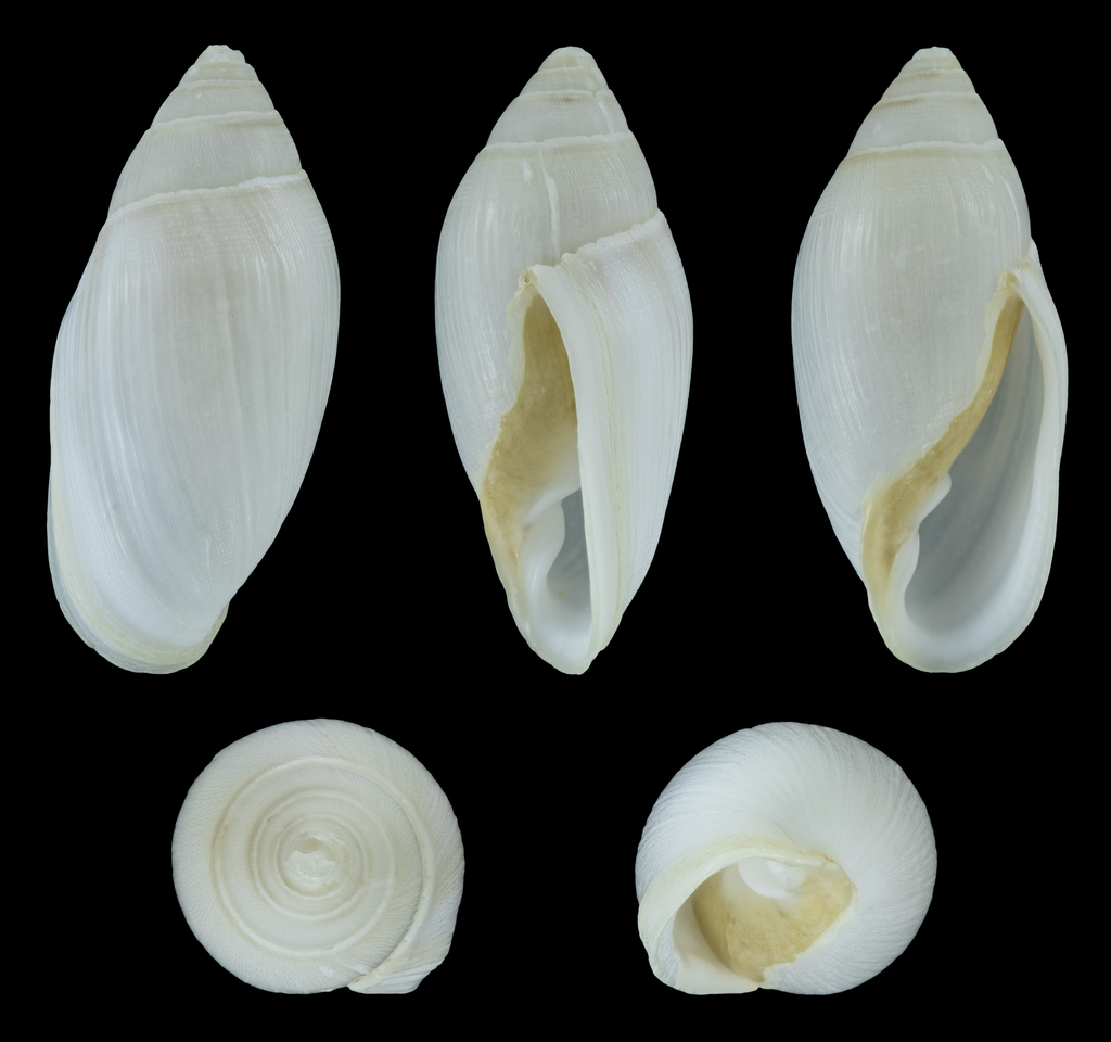 Ellobium stagnale