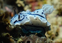 Chromodoris willani